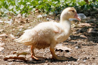 Yavru kaz yazın Tayland 'daki çiftlik bahçesinde ayağa kalkar.