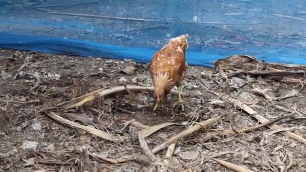 Rhode Island Red Zoeken Naar Voedsel Boerderij Tuin Thailand — Stockvideo