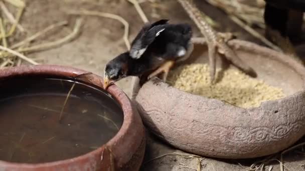 La gallina peleadora bebé es beber agua en el jardín Metraje De Stock