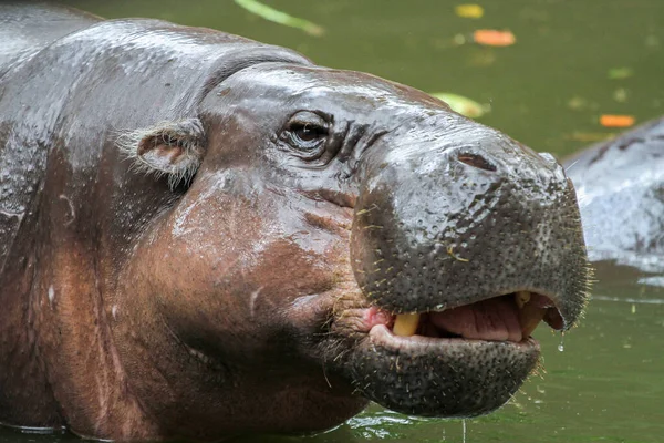 Hippopotame Nain Sourire Sur Visage Dans Eau Thaïlande — Photo