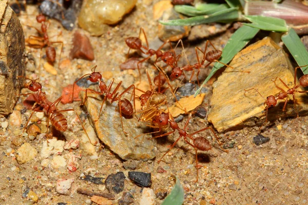 Group Red Ant Walking Pick Food Nest Sand Floor — Stock Photo, Image