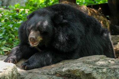 Bufalo ayı uyuyor ve dinleniyor. 