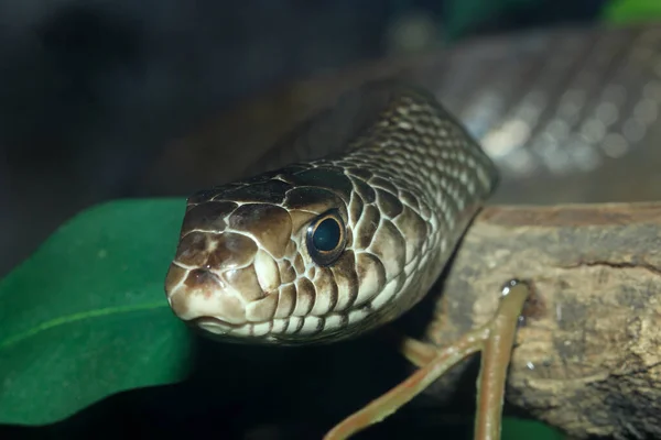 Fermez Tête Serpent Rat Sur Arbre Bâton Thaïlande — Photo