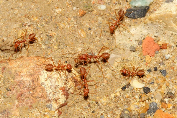 Group Red Ant Walking Pick Food Nest Sand Floor — Stock Photo, Image