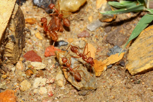 Group Red Ant Walking Pick Food Nest Sand Floor — Stock Photo, Image