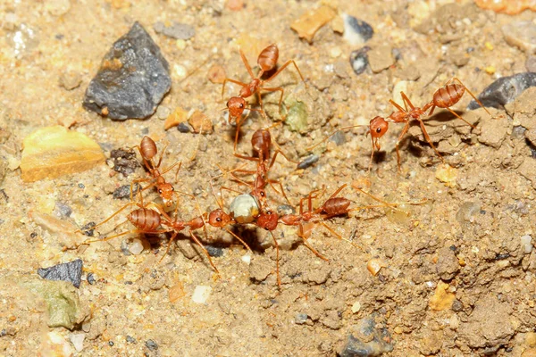Kırmızı Karınca Sürüsü Yürüyor Kum Zeminindeki Yuvaya Yiyecek Götürüyor — Stok fotoğraf