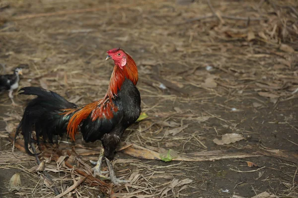 这只斗鸡在泰国的农场里玩耍 — 图库照片