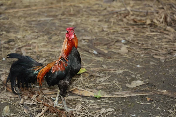 Galo Luta Fazenda Tailândia — Fotografia de Stock