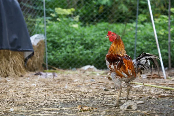 The colorful fighting cock is live in farm at thailand
