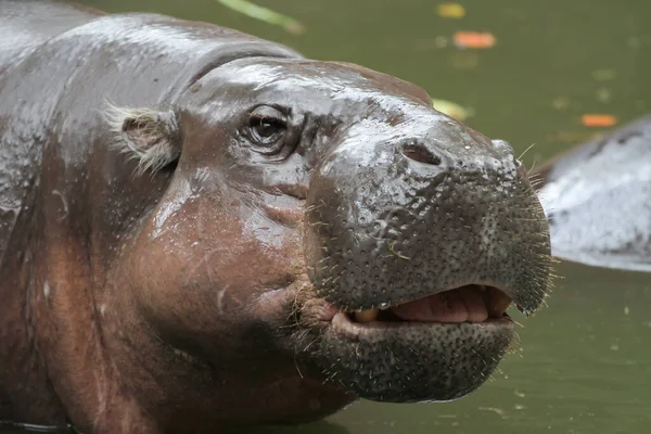 Hippopotame Nain Sourire Sur Visage Dans Eau Thaïlande — Photo