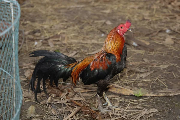 Stridande Kuk Står Upp Gården Thailand — Stockfoto