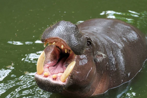 Hippopotame Nain Sourire Sur Visage Dans Eau Thaïlande — Photo