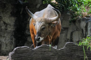 Kızıl ineği kapatın. 
