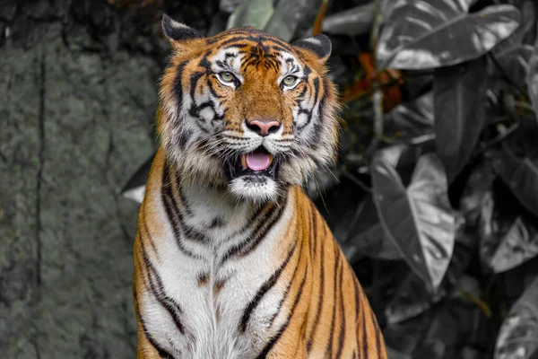 Tigre Está Sentado Mostrar Língua Frente Mini Cachoeira Tailândia — Fotografia de Stock