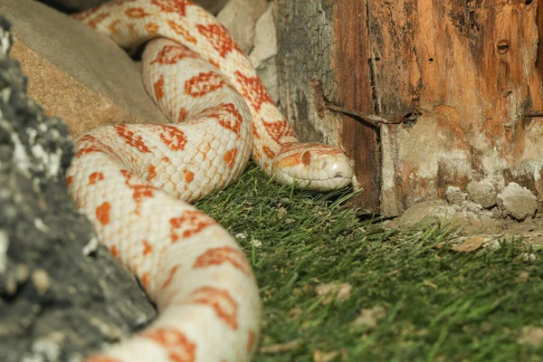 Крупним Планом Кукурудзяна Змія Має Помаранчевий Білий Колір Саду — стокове фото
