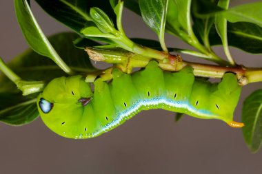 Yeşil solucanı kapat ya da doğadaki ağaç dalına solucanı yerleştir.