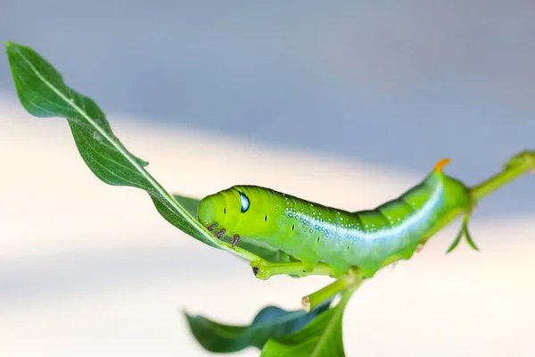 Sluiten Groene Worm Daphnis Neri Worm Stok Boom Natuur Omgeving — Stockfoto