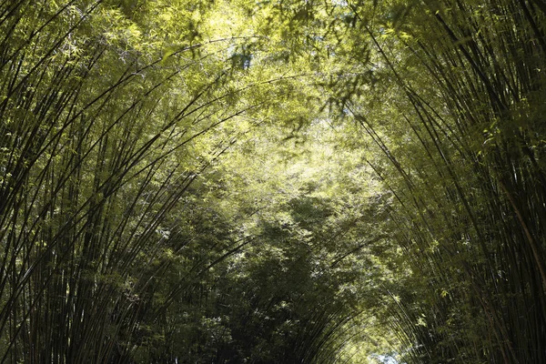 Der Bambuswald Der Herbstsaison Naturpark — Stockfoto