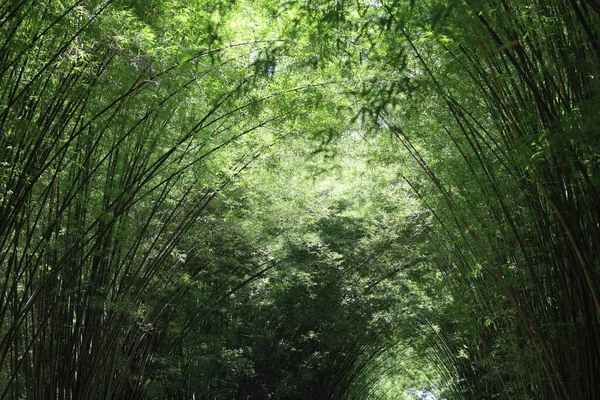 Der Bambuswald Der Natur Thailand — Stockfoto