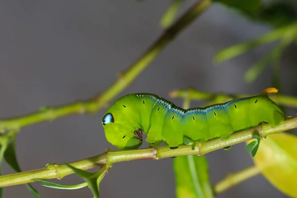 Close Verme Verde Verme Neri Daphnis Árvore Pau Natureza Meio — Fotografia de Stock