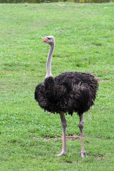 Devekuşu Tayland Daki Bahçede Dikiliyor — Stok fotoğraf