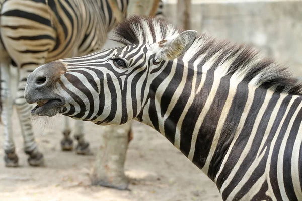 Close Head Zebra Garden — Stock Photo, Image