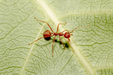 Tayland 'da yeşil yapraklı kırmızı karıncayı kapat.