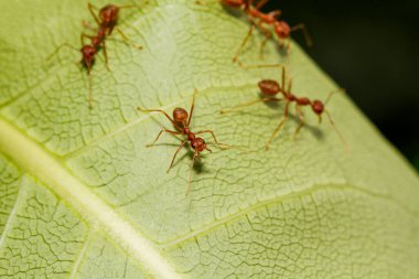 Tayland 'da yeşil yapraklı makro kırmızı karınca.