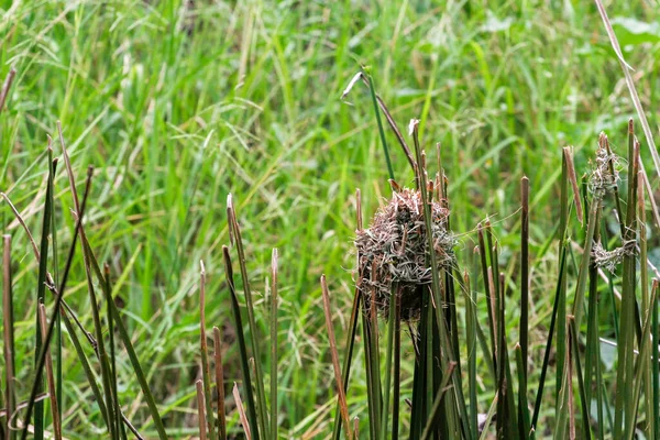 Bird Nest Dry Leaf Lone Grass Canal Bird Rest Nature — стокове фото