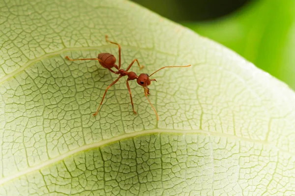 Nahaufnahme Rote Ameise Auf Grünem Blatt Der Natur Thailand — Stockfoto