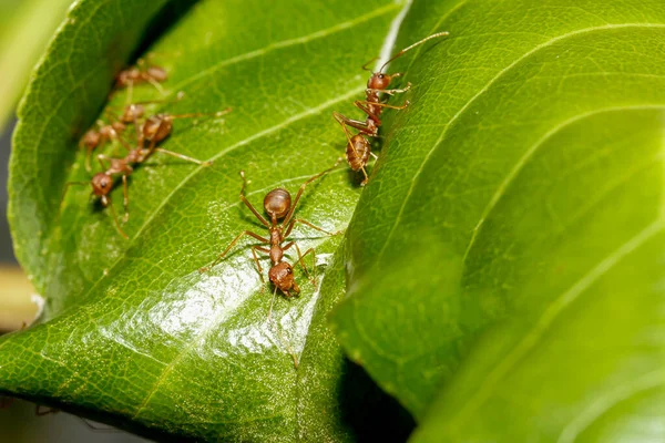 Close Red Ant Green Leaf Nature Thailand — Stock Photo, Image