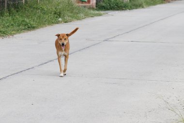 Kahverengi köpek çimento zemininde.