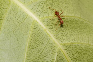 Tayland 'da yeşil yapraklı kırmızı karıncayı kapat.