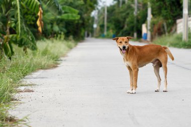Kahverengi köpek çimento zemininde.