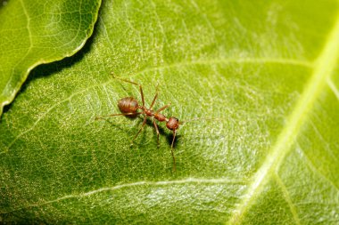 Tayland 'da yeşil yapraklı makro kırmızı karınca.