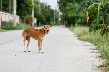 Kahverengi köpek çimento zemininde.