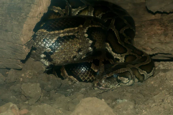 Python Birman Tête Dans Corps Sur Arbre Bâton Thaïlande — Photo