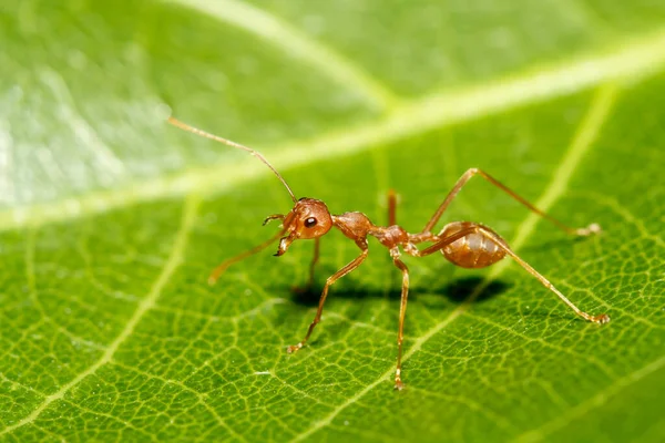Tayland 'da yeşil yapraklı kırmızı karıncayı kapat.