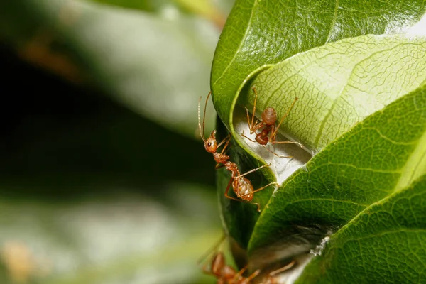 Close up red ant on green leaf in nature at thailand