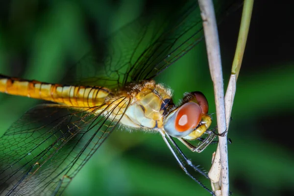 Macro Big Dragonfly Stick Bamboo Forest Thailand — Stock Photo, Image