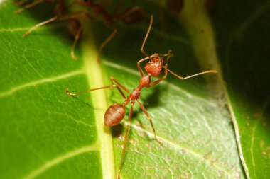 Tayland 'da yeşil yapraklı kırmızı karıncayı kapat.