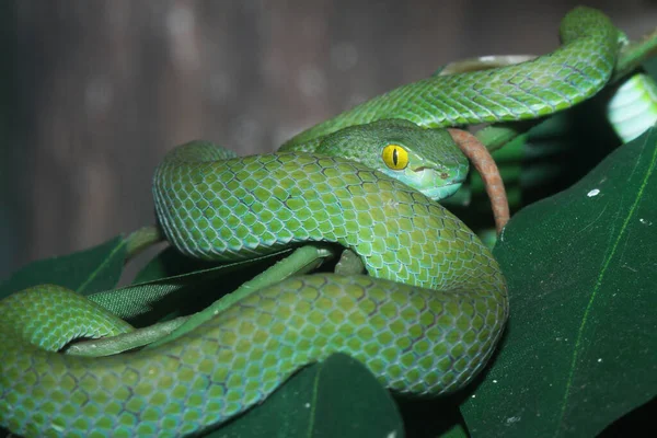 Gros Plan Vipère Serpent Vert Sur Arbre Thaïlande — Photo