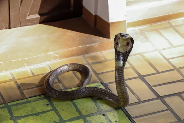 Bela Cobra Preta Cobra Chão Cimento Tailândia — Fotografia de Stock