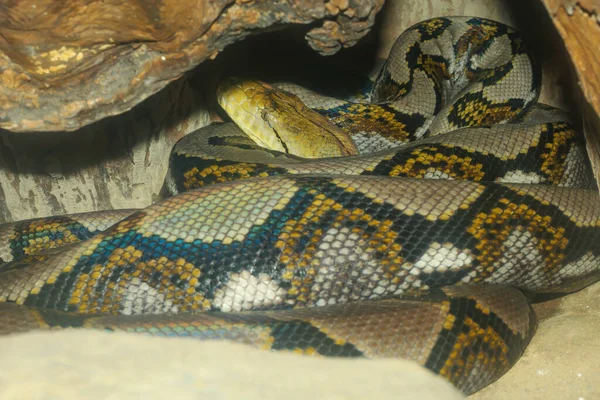 Huvud Burmesiska Python Kroppen Stick Träd Vid Thailand — Stockfoto