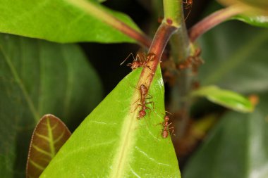 Tayland 'da yeşil yapraklı makro kırmızı karıncayı kapat.
