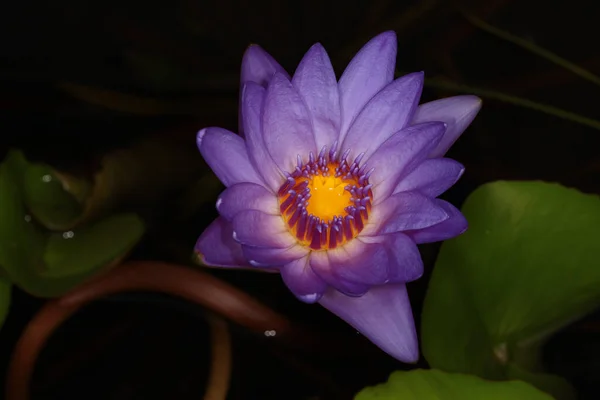 Makro Fialový Lotosový Květ Zahradě Thajsku — Stock fotografie