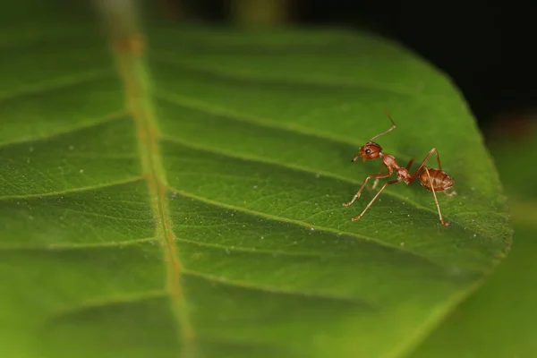 Großaufnahme Makro Rote Ameise Auf Grünem Blatt Auf Der Natur — Stockfoto