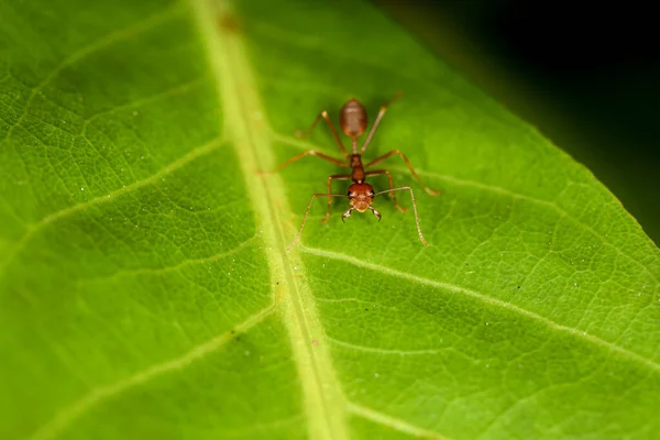 Close Macro Formiga Vermelha Folha Verde Natureza Tailândia — Fotografia de Stock