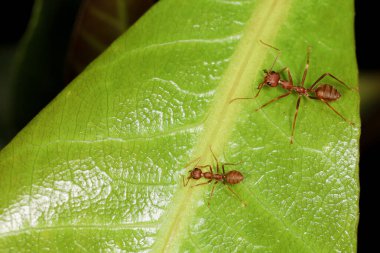 Tayland 'da yeşil yapraklı makro kırmızı karıncayı kapat.