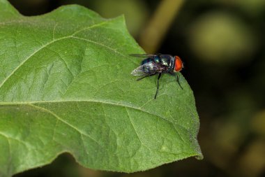 Yaklaş Tayland 'da yaprak üstüne sinek sineği.